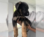 Puppy Lime Green German Shepherd Dog