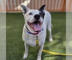 Small #1 Dalmatian Mix
