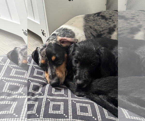 Medium Photo #12 Poodle (Miniature)-Unknown Mix Puppy For Sale in Valrico, FL, USA