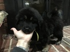 Puppy 5 Tibetan Mastiff