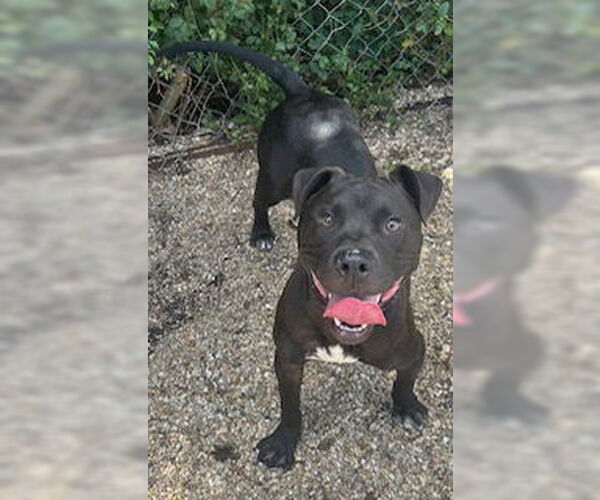 Medium Photo #6 Labrador Retriever-Unknown Mix Puppy For Sale in Oakhurst, NJ, USA