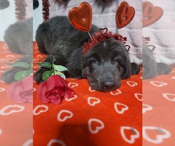 Medium Photo #7 Newfoundland Puppy For Sale in AURORA, IN, USA