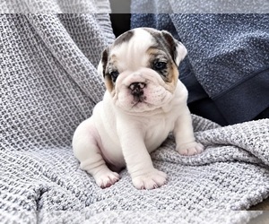 Bulldog Puppy for Sale in HUTCHINSON, Kansas USA