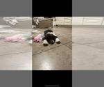 Small #1 Miniature Labradoodle