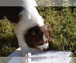 Small Photo #4 Brittany Puppy For Sale in HAMILTON, GA, USA