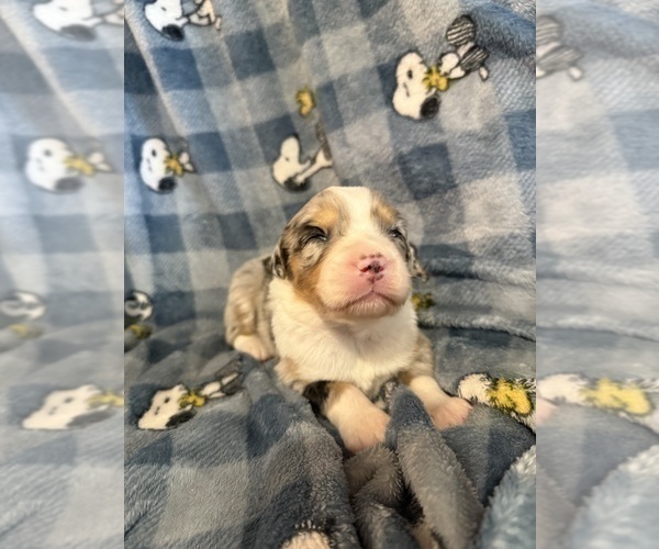 Medium Photo #47 Australian Shepherd Puppy For Sale in EUSTIS, FL, USA