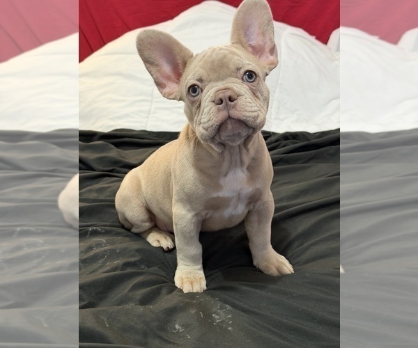 Medium Photo #15 French Bulldog Puppy For Sale in ARVERNE, NY, USA