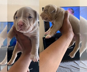 American Bully Puppy for sale in EL PASO, TX, USA