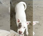 Small Labrador Retriever Mix