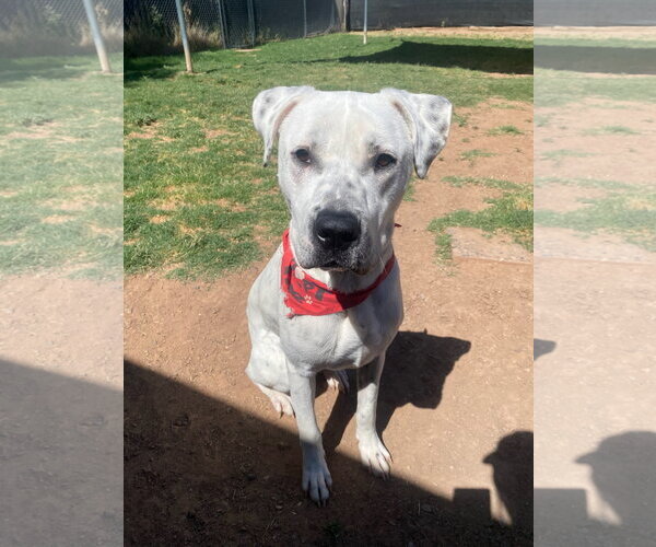 Medium Photo #11 Boxer-Dalmatian Mix Puppy For Sale in Chandler, AZ, USA