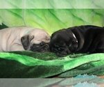 Puppy 1 Pug