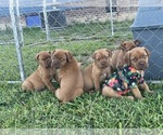 Small Photo #3 Dogue de Bordeaux Puppy For Sale in BOYKINS, VA, USA