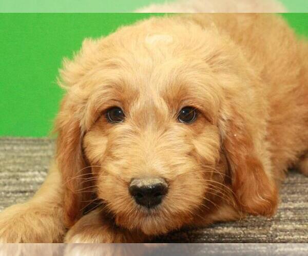 Medium Photo #5 Golden Retriever-Poodle (Toy) Mix Puppy For Sale in SHAWNEE, OK, USA