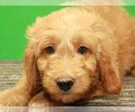 Small Photo #5 Golden Retriever-Poodle (Toy) Mix Puppy For Sale in SHAWNEE, OK, USA
