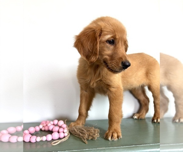 Medium Photo #4 Golden Retriever Puppy For Sale in INDIANAPOLIS, IN, USA