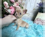 Small Photo #4 Chihuahua Puppy For Sale in TRACY, CA, USA