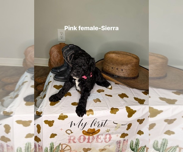 Medium Photo #4 Goldendoodle mix (+ Poodle Standard) Puppy For Sale in WEAVER, AL, USA