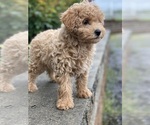 Small #1 Poodle (Miniature)