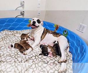 Alapaha Blue Blood Bulldog Litter for sale in SHELOCTA, PA, USA