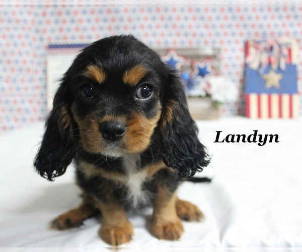 Medium Photo #18 Cavalier King Charles Spaniel Puppy For Sale in CHANUTE, KS, USA