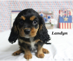 Small #17 Cavalier King Charles Spaniel