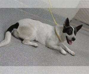 Australian Shepherd-Unknown Mix Dogs for adoption in Pasadena, TX, USA