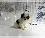 Salem - Male Poodle (Toy) Puppy for Sale - Photo #21
