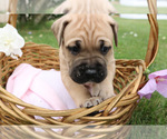 Small #2 Cane Corso