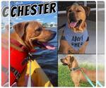 Small #18 Chinese Shar-Pei-Labrador Retriever Mix