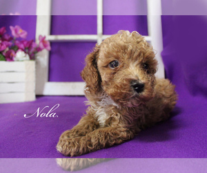 Poodle (Toy) Puppy for sale in CHANUTE, KS, USA