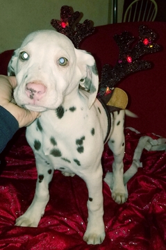Medium Photo #1 Dalmatian Puppy For Sale in BEECH GROVE, IN, USA