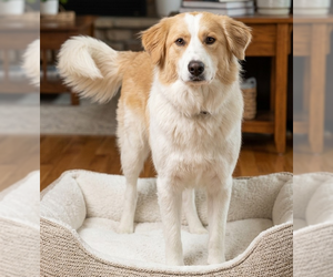 Aussie Pyrenees Dogs for adoption in Vail, AZ, USA