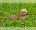 Small #3 Pembroke Welsh Corgi