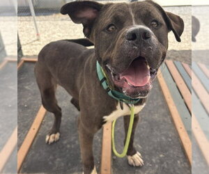 American Staffordshire Terrier-Unknown Mix Dogs for adoption in Palmetto, FL, USA