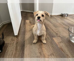 Mutt Dogs for adoption in The Woodlands, TX, USA