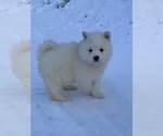 Small Photo #2 Samoyed Puppy For Sale in WASILLA, AK, USA