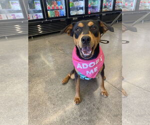 Mutt Dogs for adoption in La Verne, CA, USA