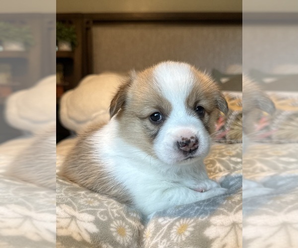 Medium Photo #14 Pembroke Welsh Corgi Puppy For Sale in GRAND RAPIDS, MI, USA