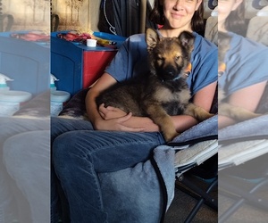 German Shepherd Dog Puppy for sale in LAWRENCEBURG, KY, USA