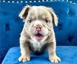 Small Photo #1 English Bulldog Puppy For Sale in NEWPORT BEACH, CA, USA