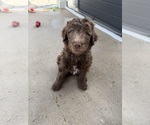 Small #6 Labradoodle