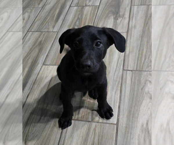 Medium Photo #2 Mutt Puppy For Sale in FRAMINGHAM, MA, USA