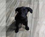 Small #1 Mutt