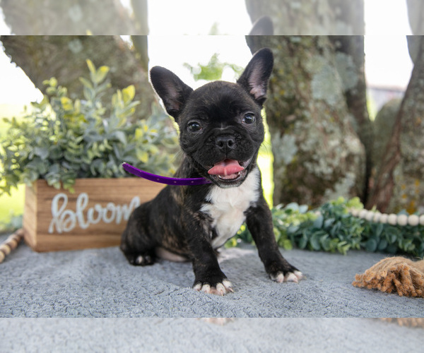 Medium Photo #3 Faux Frenchbo Bulldog Puppy For Sale in SALEM, IN, USA