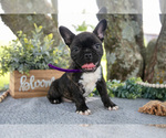 Small #2 Faux Frenchbo Bulldog