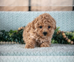 Small Photo #9 Poodle (Miniature)-ShihPoo Mix Puppy For Sale in SUGARCREEK, OH, USA