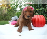 Small Photo #6 Goldendoodle Puppy For Sale in WESLEY CHAPEL, FL, USA