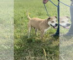 Small #1 American Pit Bull Terrier Mix