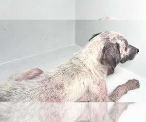 A661761 - Male Labrador Retriever-Unknown Mix Dog for Adoption - Photo #2