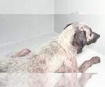 Small Photo #2 Labrador Retriever-Unknown Mix Puppy For Sale in Houston, TX, USA
